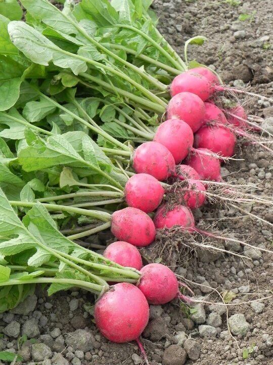 Фото из открытого источника. 