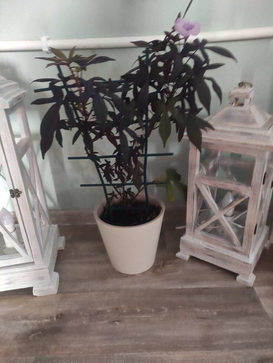 вьюнок ипомея на балконе. ипомея почему нельзя выращивать. ипомея почему нельзя выращивать. ипомея почему нельзя выращивать. ипомея тиффани.