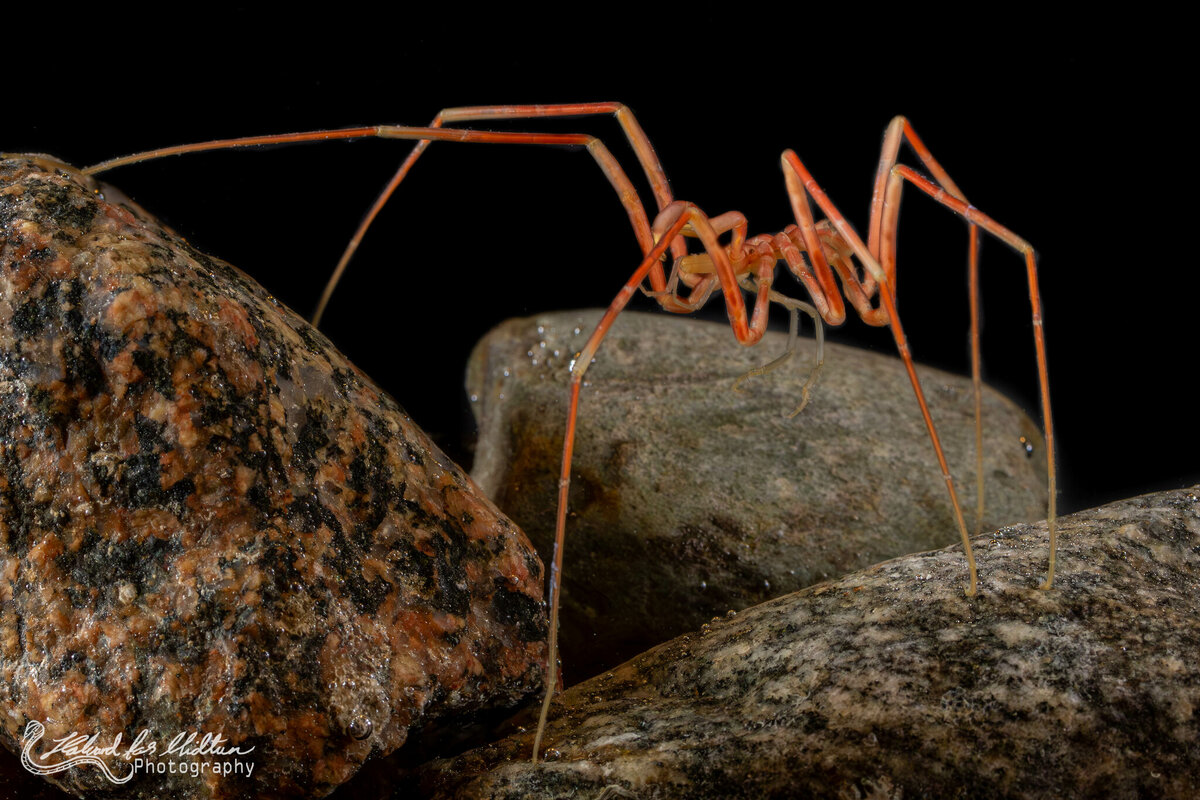 Один из крупных представителей морских пауков.