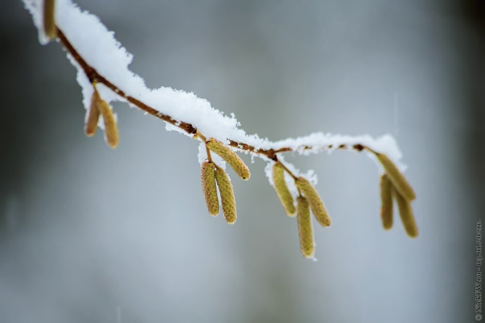 Скоро весна... в Ульяновском лесопарке... в Январае! © NickFW.ru — 03.01.2021г.