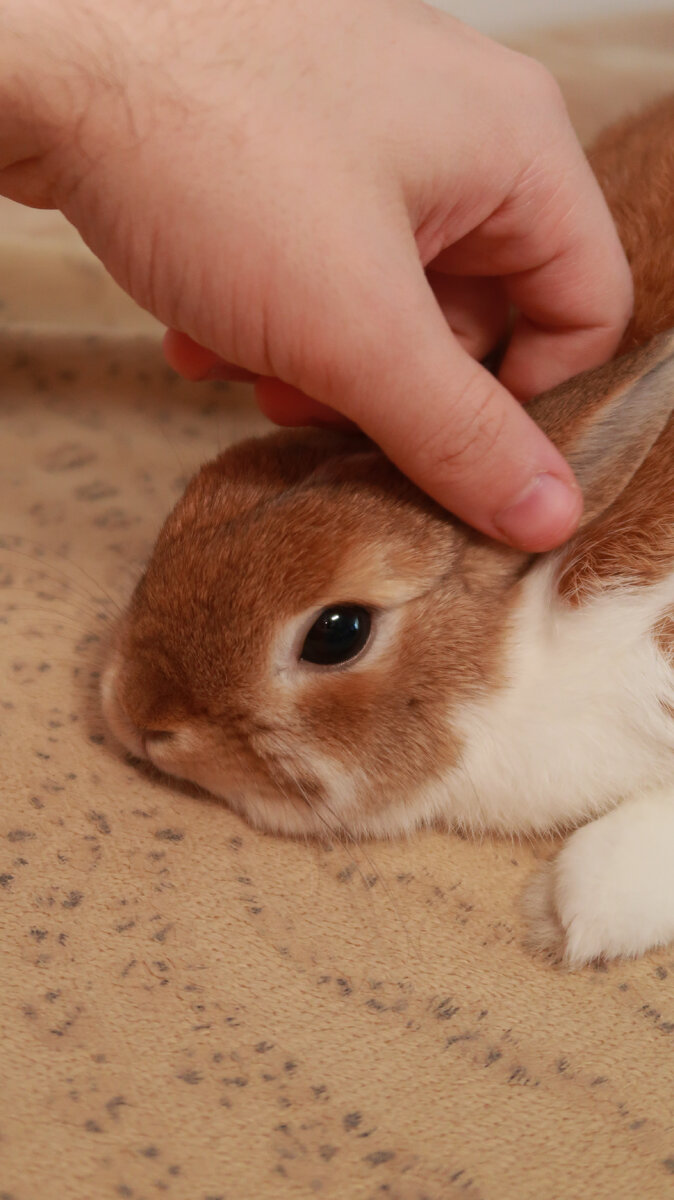 Дазайчик передает привет всем друзьям, кто заглянул к нам в гости и поддержал подпиской! 👋