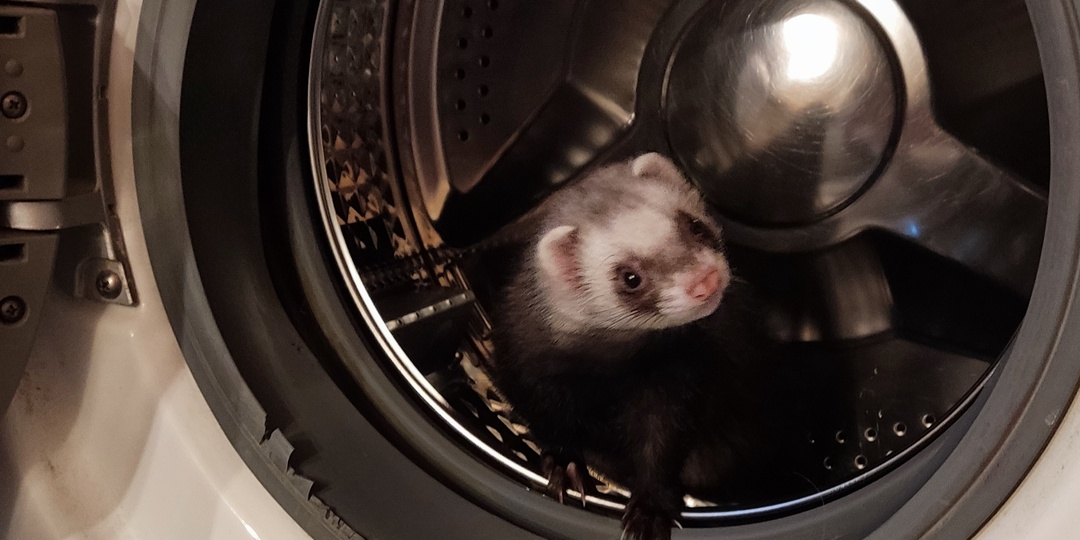 Почему хорек должен сидеть в клетке: ремонт стиральной машины Samsung