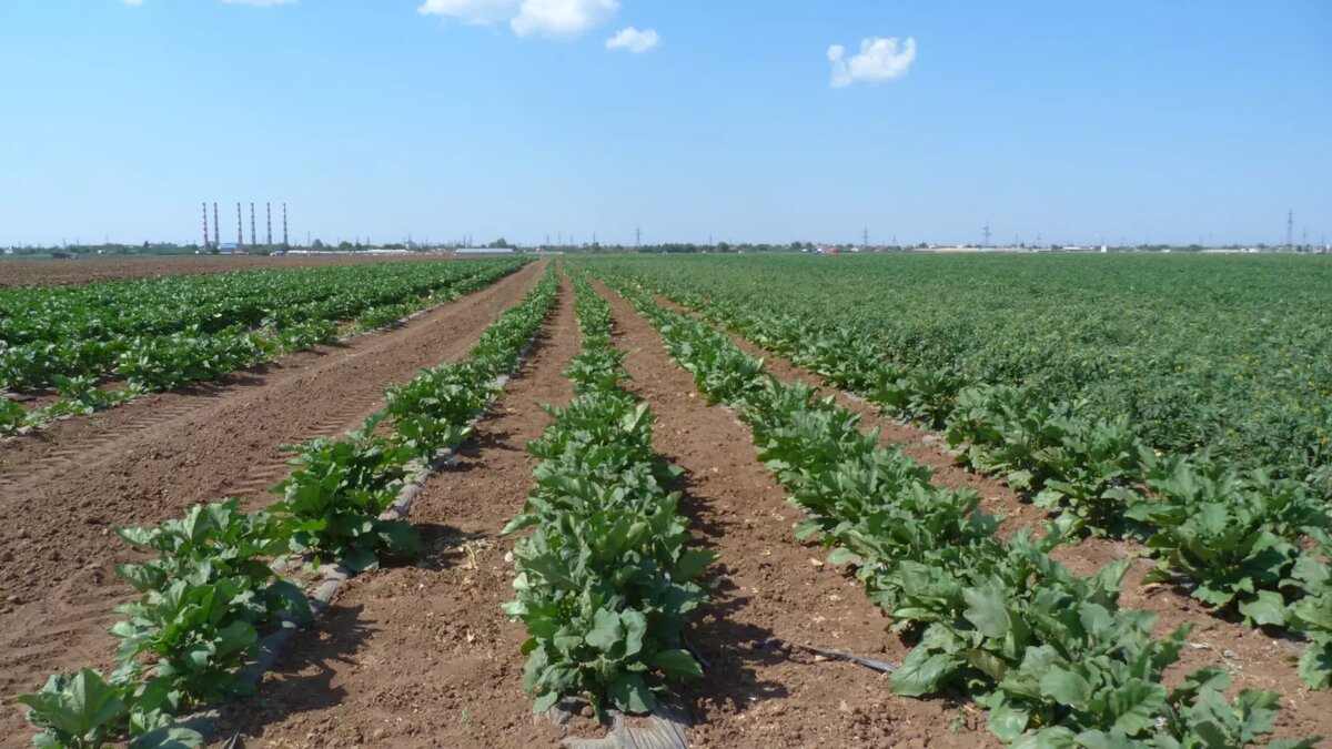     Зима отступила, а значит дачникам и садоводам пора заняться рассадой. Разбираемся, какие овощи нужно сеять в первую очередь, чтобы получить богатый урожай.