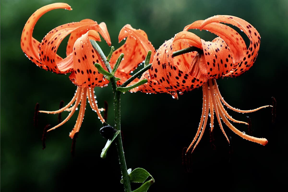 Фото Flowers Library