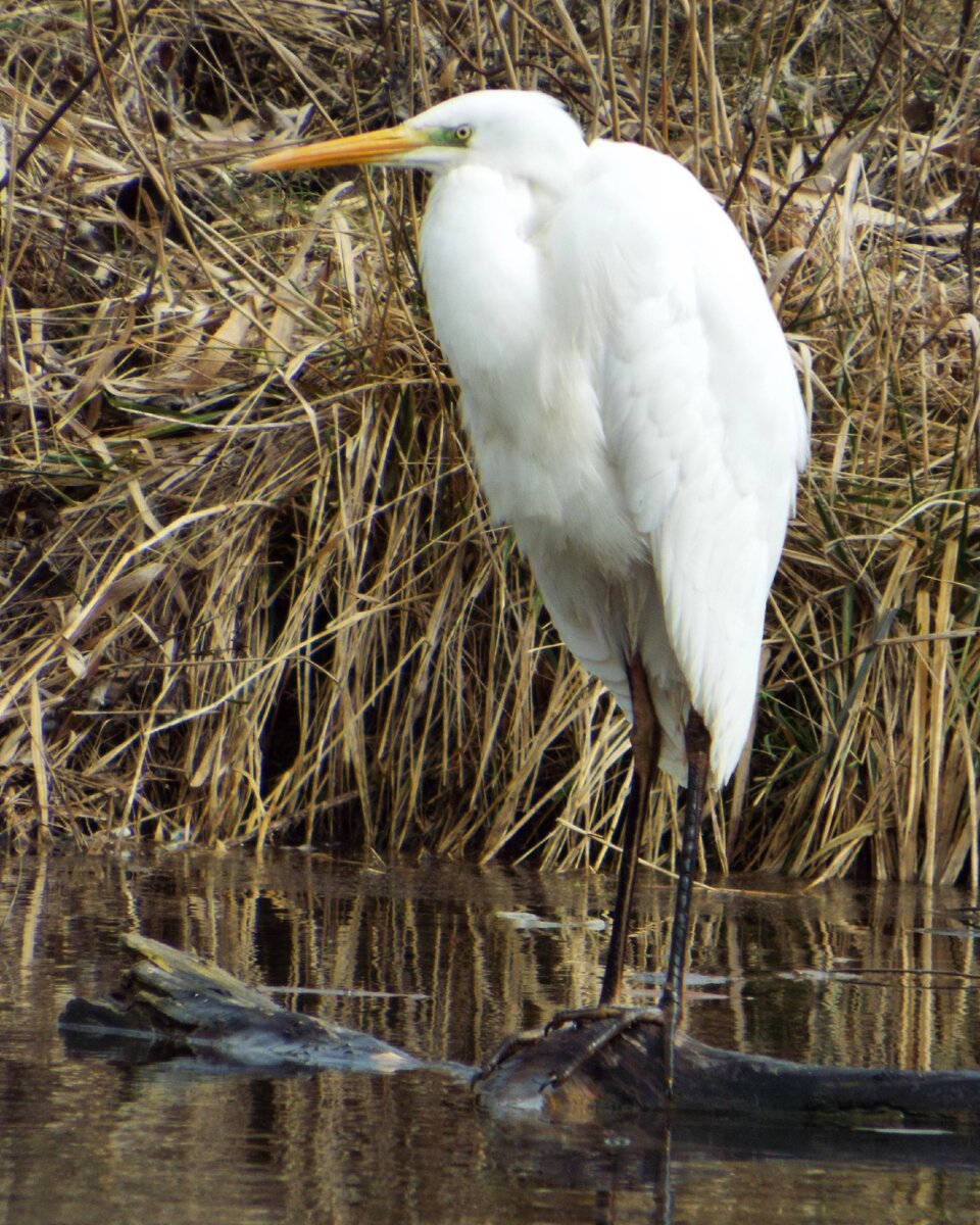 Белая цапля (февраль 2024 года)