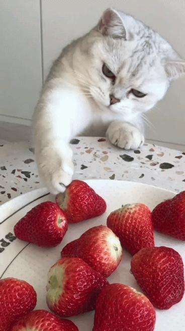 Серебристая шиншилла порода 