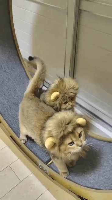 Золотистая шиншилла порода