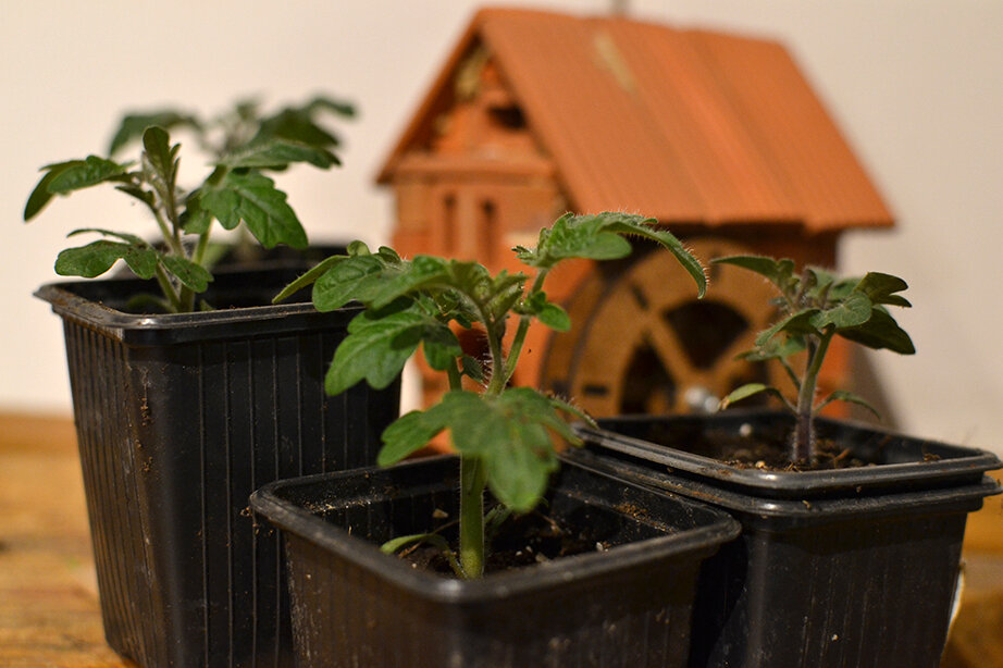 Балконное чудо. Фото мое