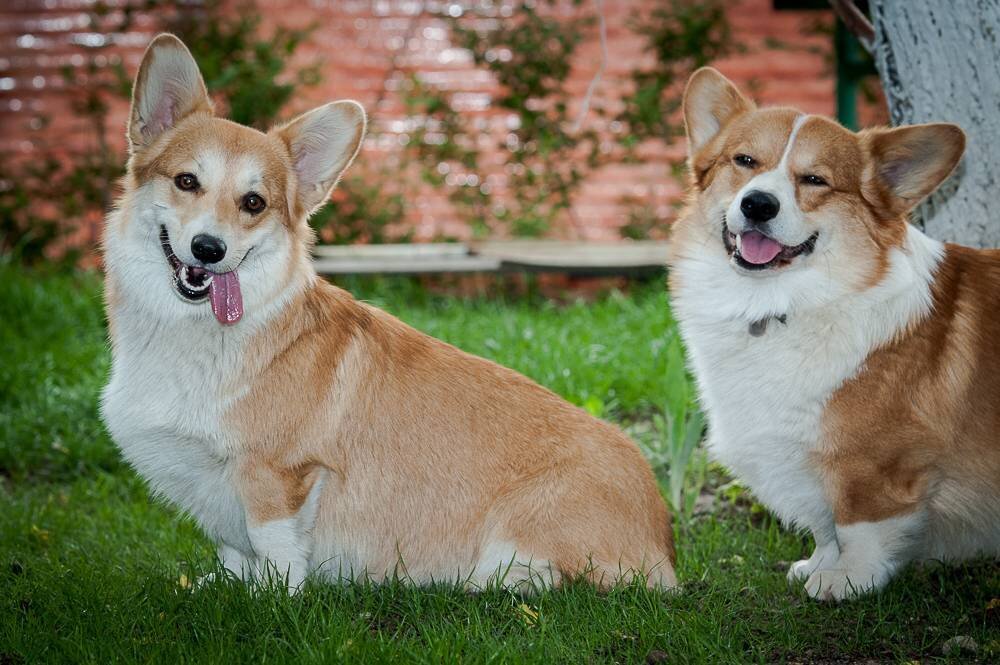 Изображение взято из открытых источников 