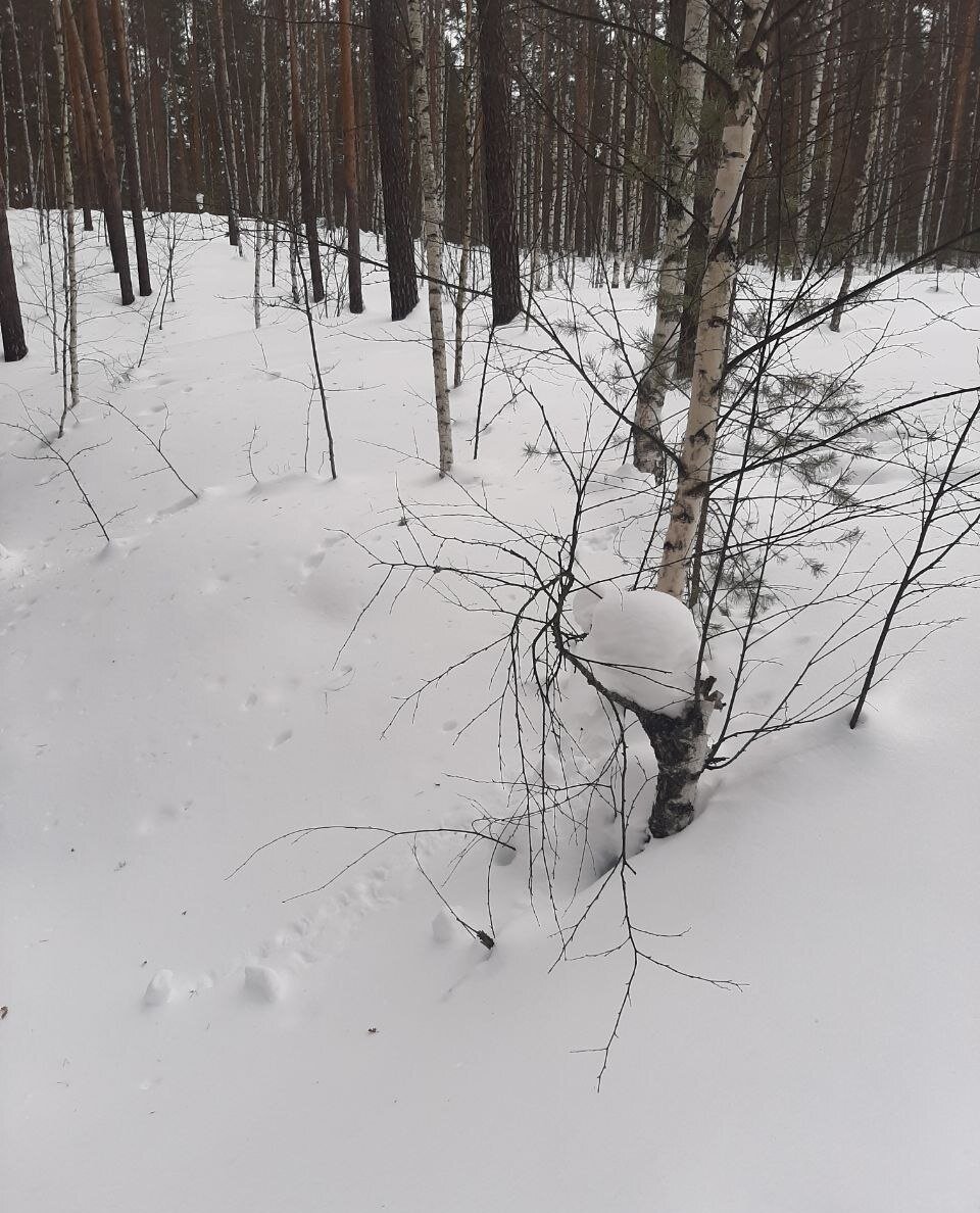 Снега МНОГО. Фото автора