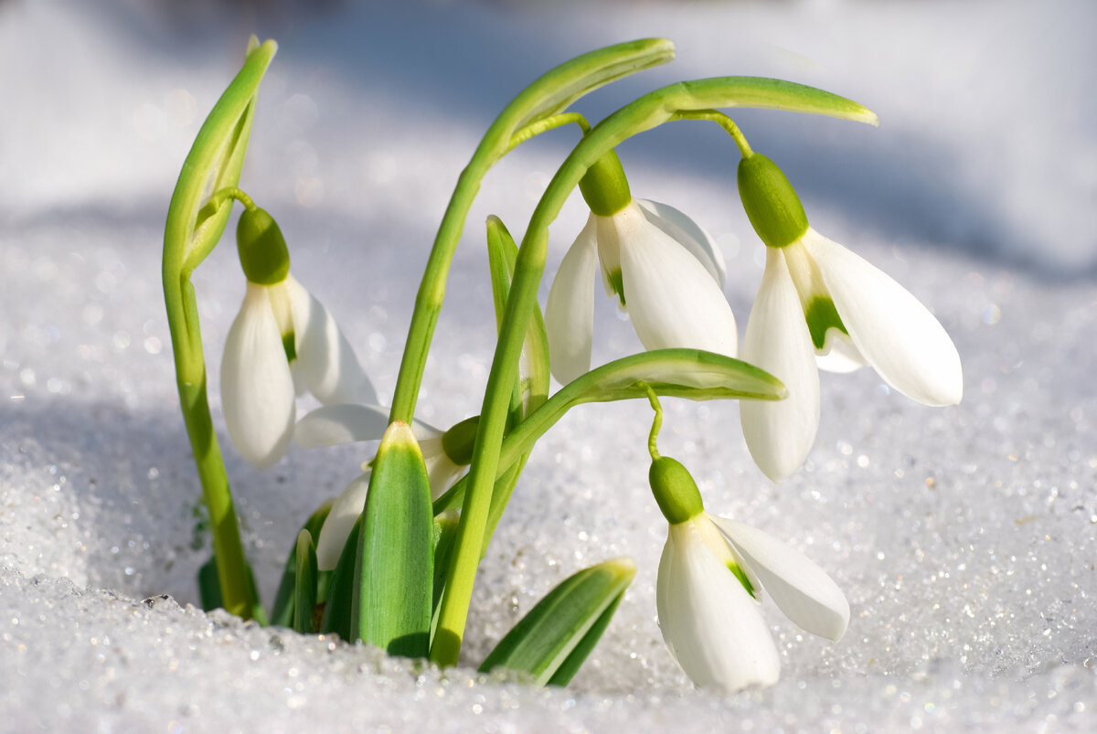 В наше время март — третий месяц года по григорианскому календарю. С него начинается весна, а вместе с ней и новый цикл в жизни природы и людей.
