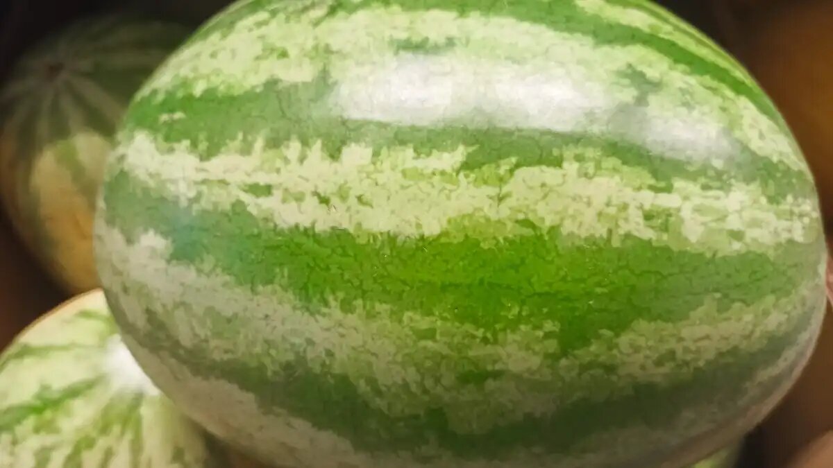  Фото:© Артем Борисов / Glavagronom.ru
Удобрение арбуза при орошении с максимальным использованием биологического азота