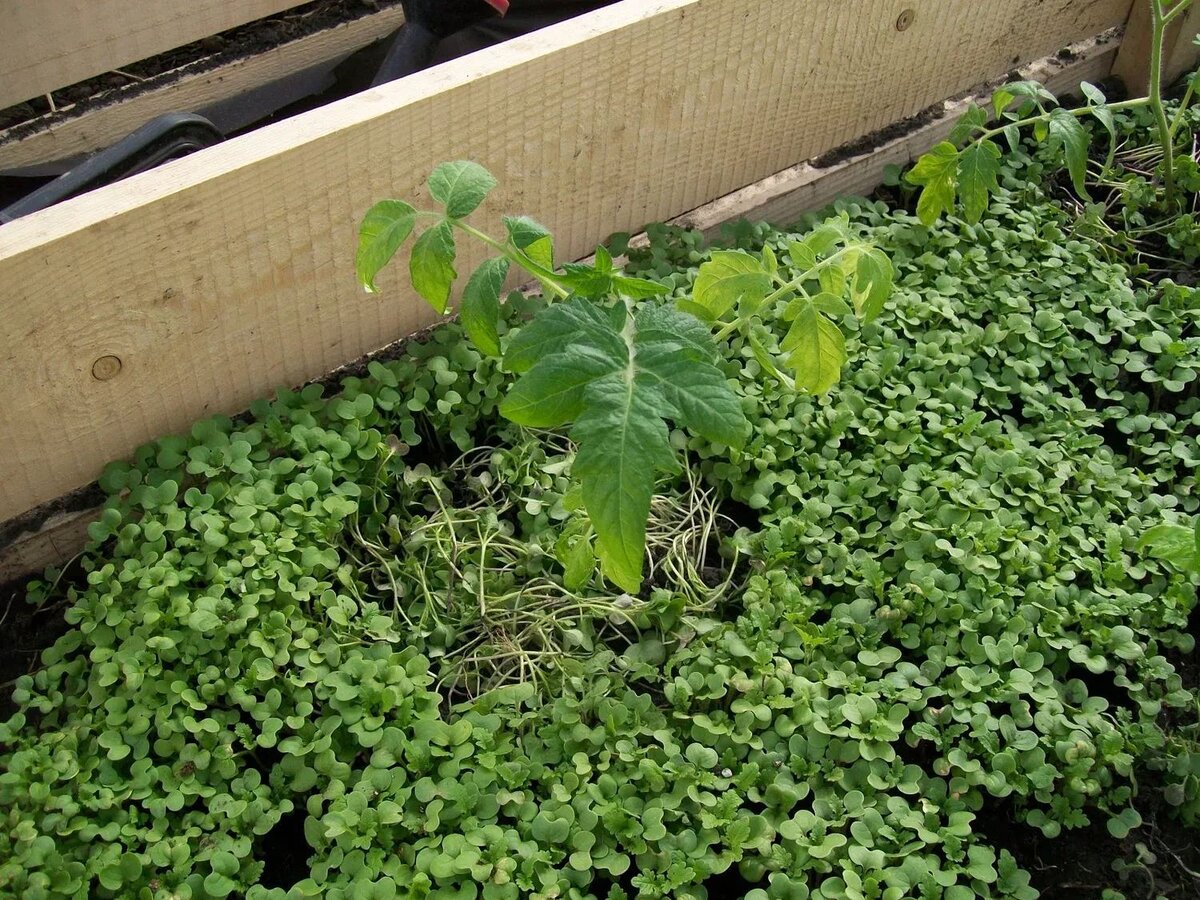 Рассада помидоров, посаженная в сидераты