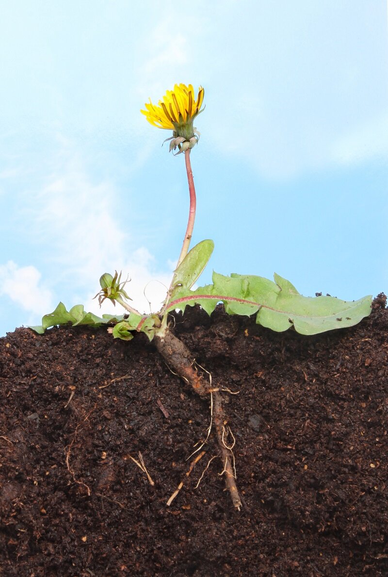 Корень одуванчика