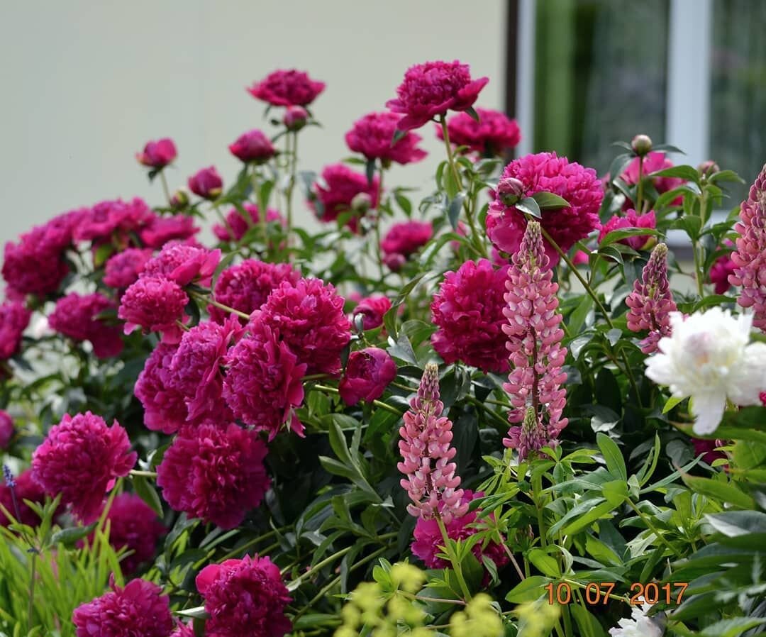 Соседство пионов и люпинов