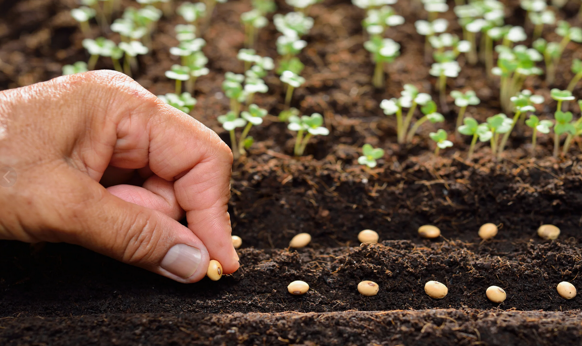 Посев семян перца. Замочить семена перца. Как подготовить семена перца к посеву. Посев семян перца. Семена перца на рассаду.