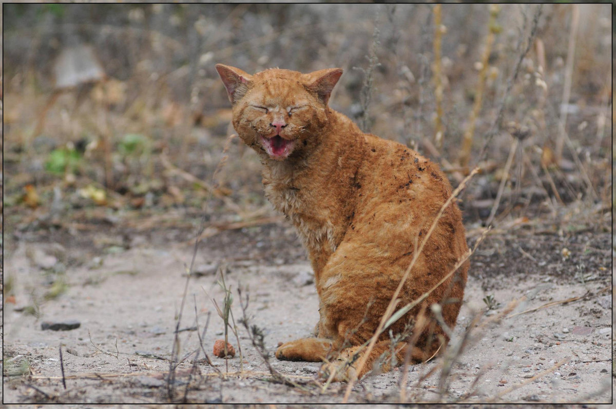 Фото из свободного доступа сети Интернет