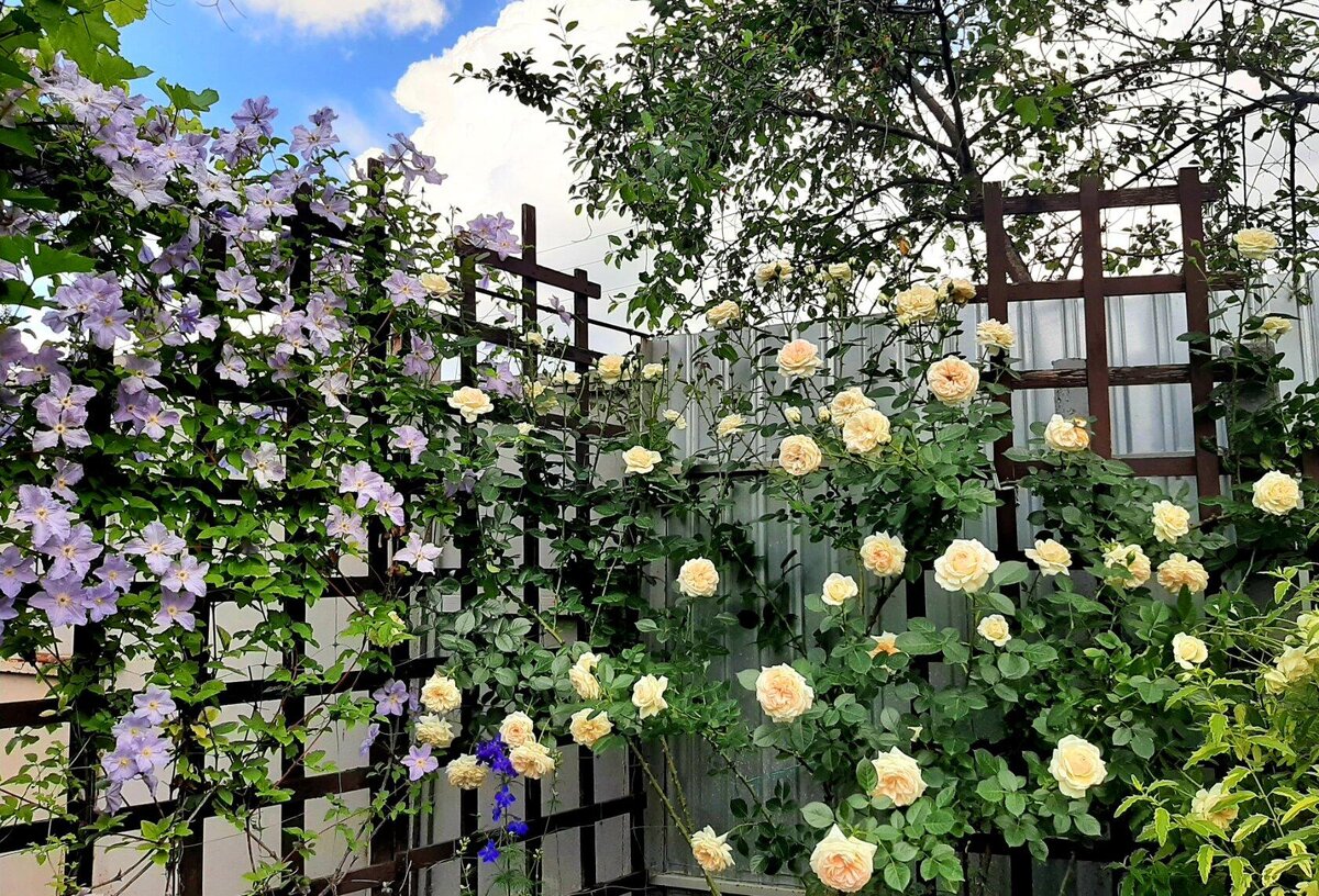 2. В галерее 2 фото, листайте