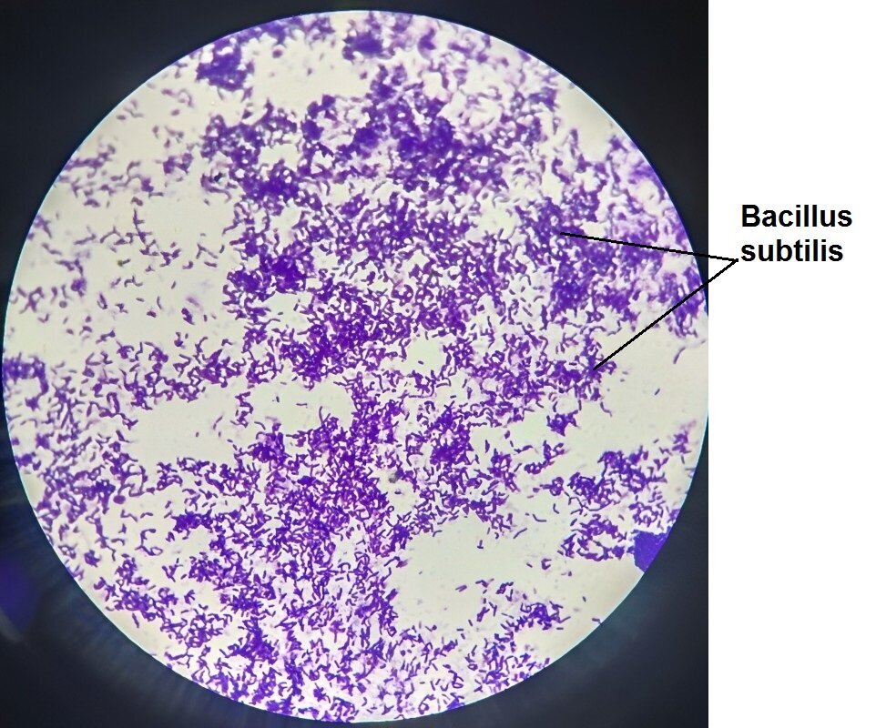 Бактерии Bacillus subtilis, штамм 26Д