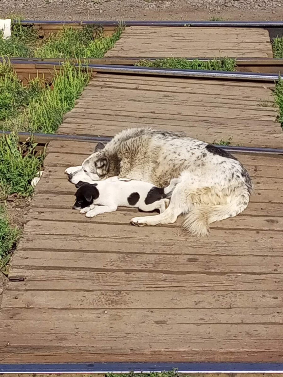 Белка со своей последней "воспитанницей".