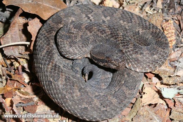 Crotalus pusillus