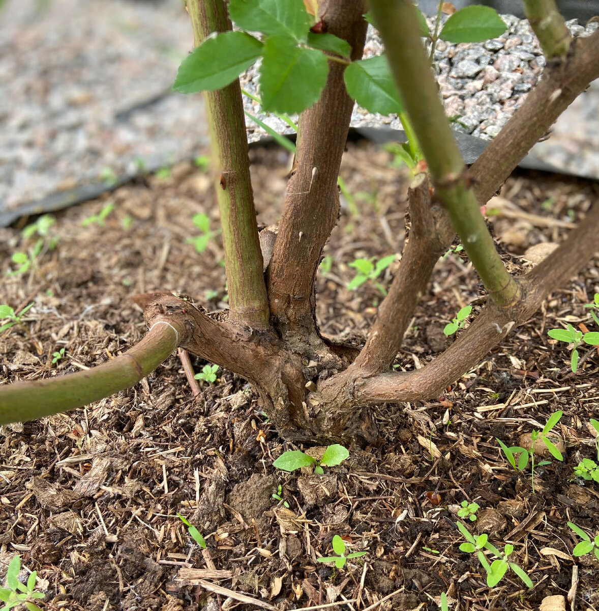 Приствольный круг, замульчированный навозом (фотография С. Покровской)