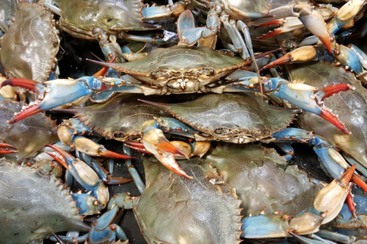    Двух жителей Хабаровского края осудили за вылов рыб и крабов