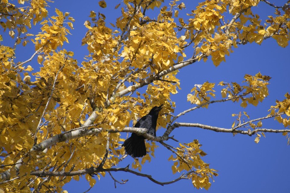    Во многих культурах ворон считается мудрой птицей. Алексей ФОКИН (фото)