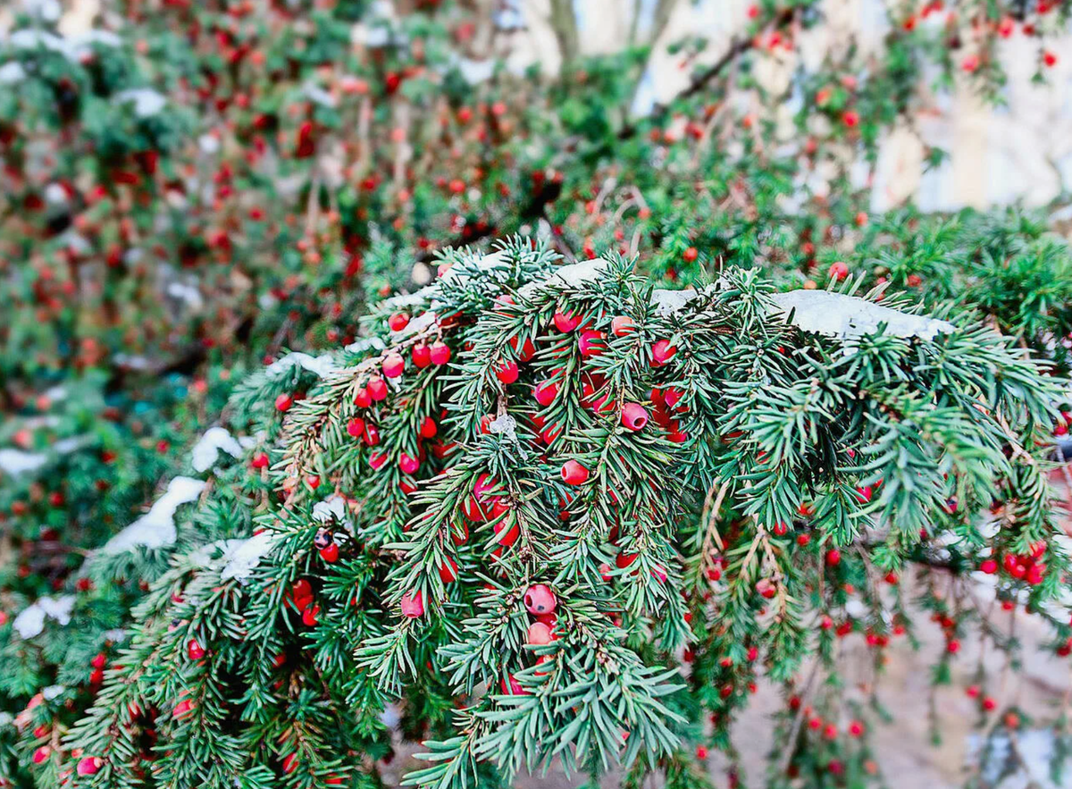 хвоя 5. свежесть хвои. пихта ветка и ель. обои ель. сосна веймутова хвоя.