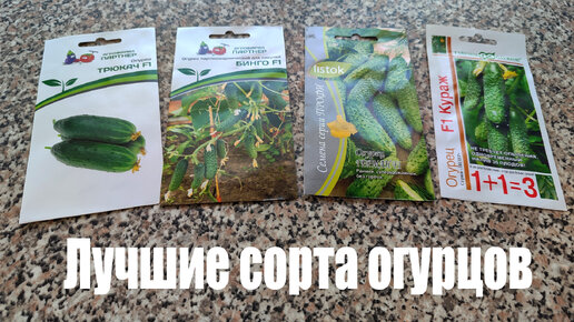 Самоопыляемые сорта огурцов для открытого грунта и теплиц | Радости ...