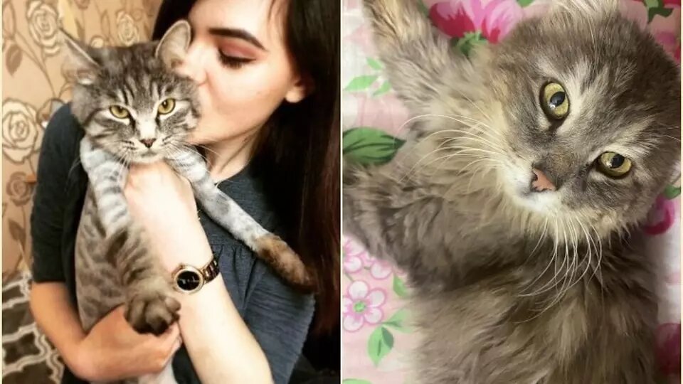     Красноярка нашла пропавшего после переезда кота спустя шесть лет. Его нашли на улице волонтеры, а хозяйка узнала питомца по фото.