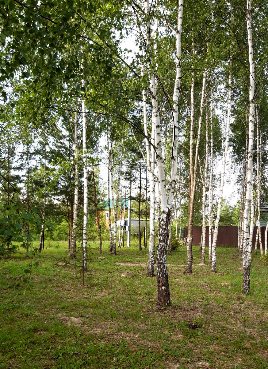 Березовый лесок с северной стороны нового участка. Можно листать. Все фото личного архива