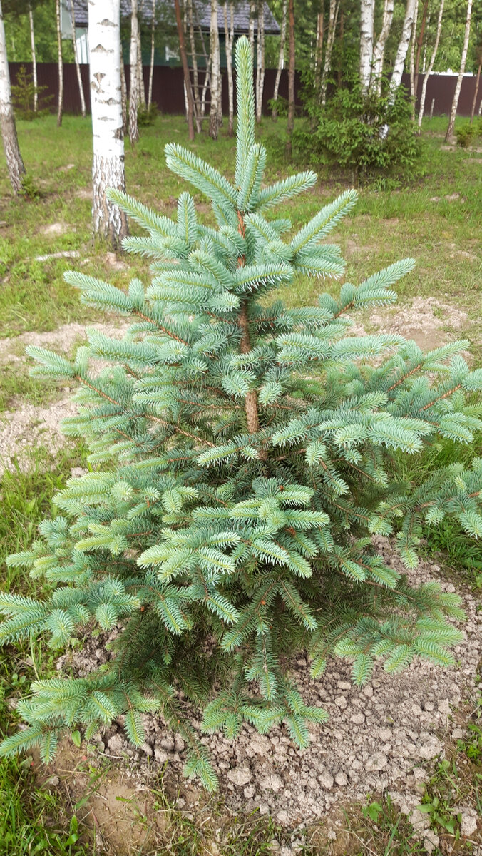 Пару лет назад подарили мне ёлку - красавицу. Сорт не знаю, но голубая. До этих пор была на временном месте. Теперь же обрела постоянное, почетное, перед домом!
