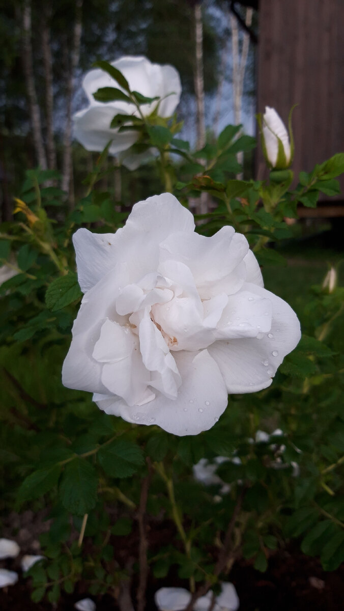 Роза ругоза Бланк дубль де Кубер. Фантастические цветы и запах французских духов, но только на один денек. 