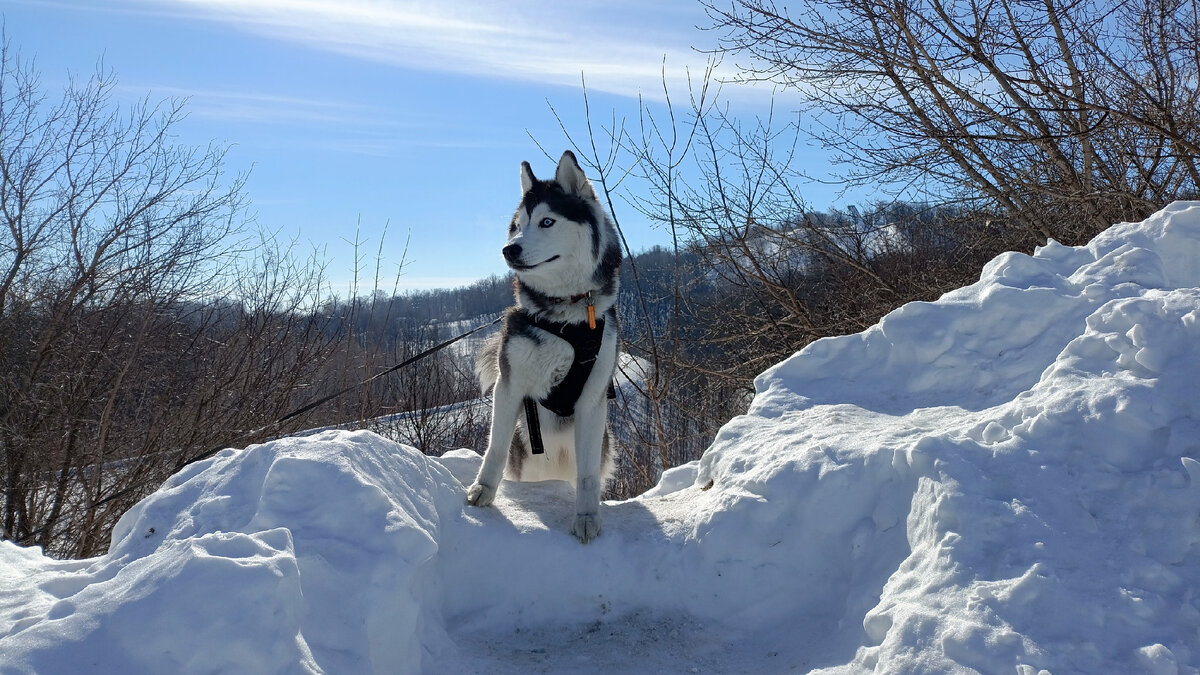 Хаски по имени Мани