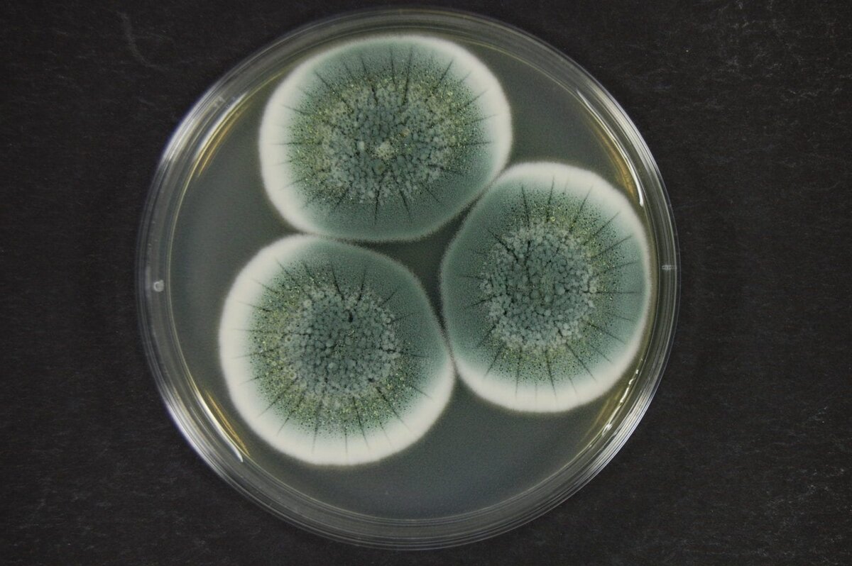 Выращивание Penicillium chrysogenum