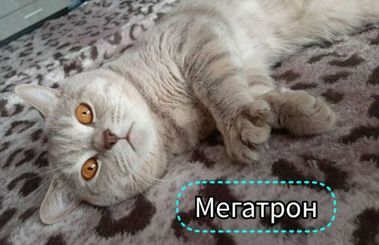    Замурчательный праздник: 1 марта в России отмечают День кошек Кристина Просвиркина