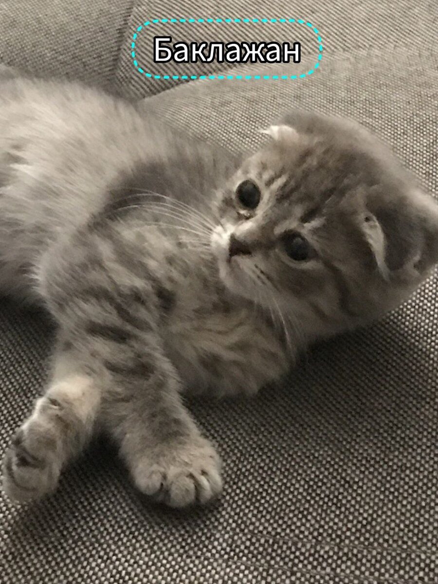  📷    Замурчательный праздник: 1 марта в России отмечают День кошек Кристина Просвиркина