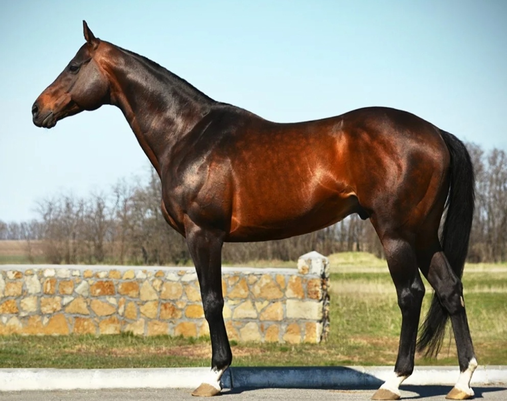 Английская верховая