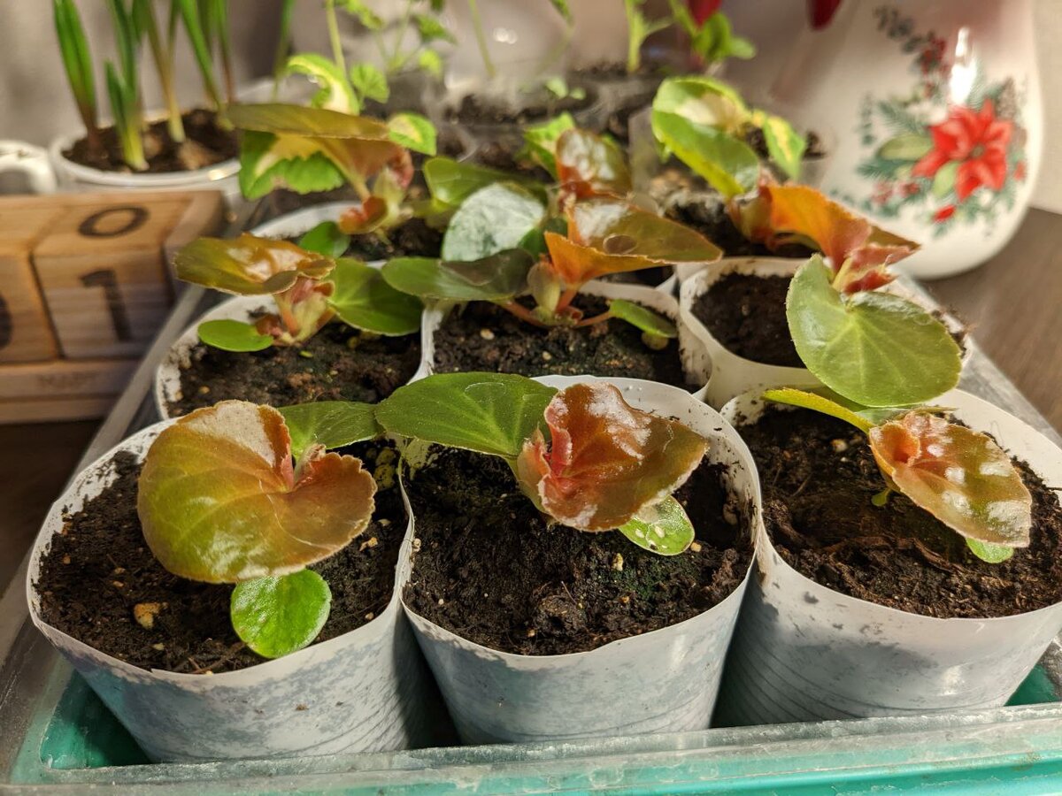 Бегония гибридная по состоянию на 1 марта