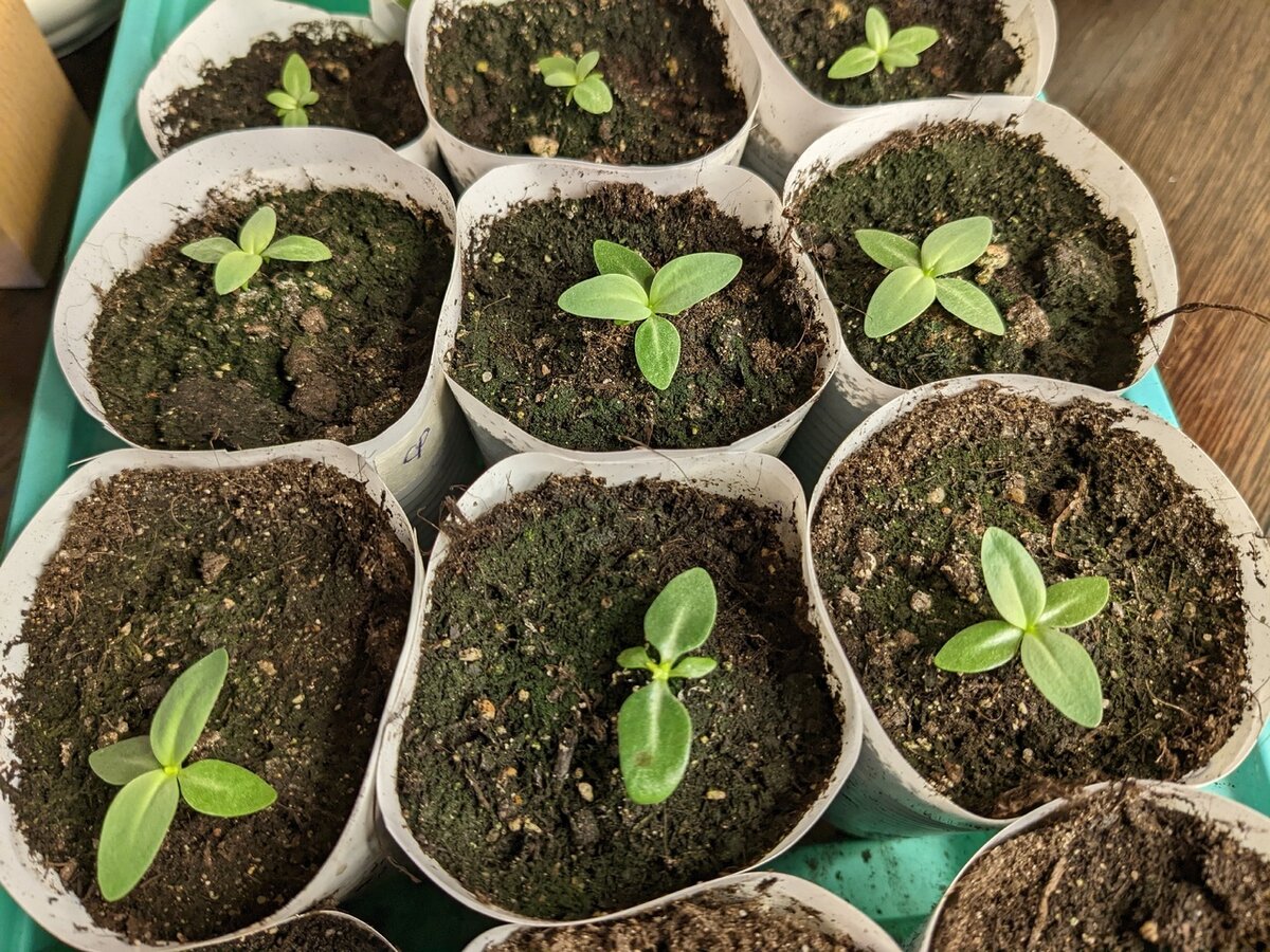 Эустома карликовая по состоянию на 1 марта