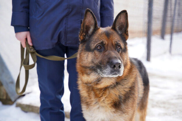   «Мужчины удивляются, кем я работаю». Кинолог УФСИН Кировской области Юлия Копосова рассказала об изнанке профессии