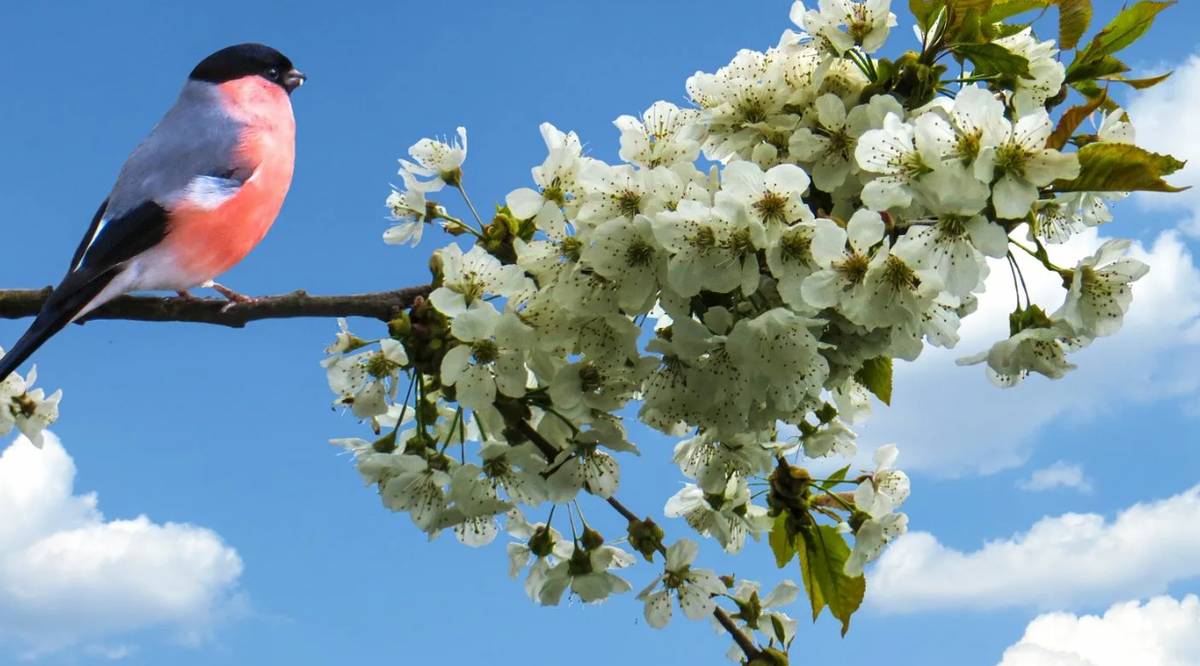 Яндекс картинки