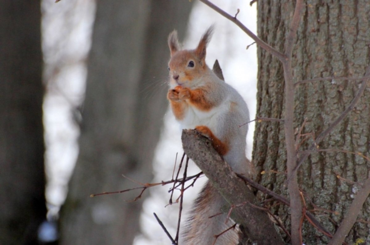    Снежный душ организовала белка в Кроноцком заповеднике на Камчатке