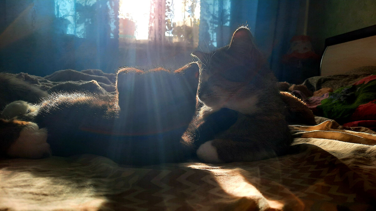 Котики сестры старшей моей 