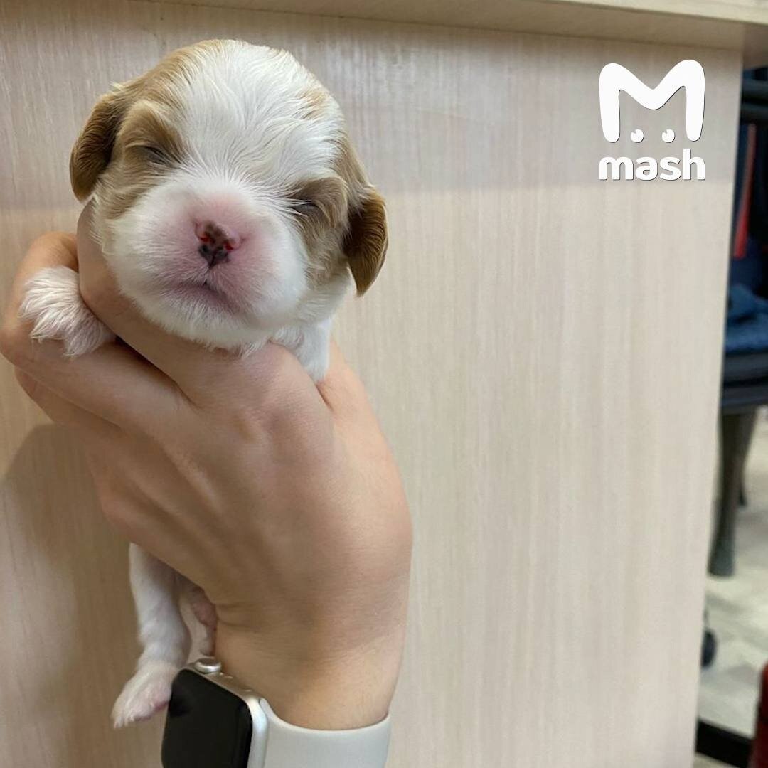 Фото: Mash | Мэш 