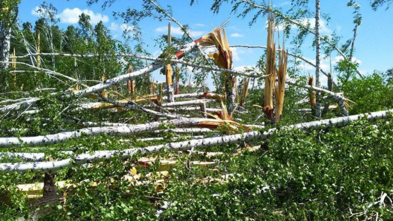     В Алтайском крае ураган серьезно повредил лесные массивы. altaipriroda.ru