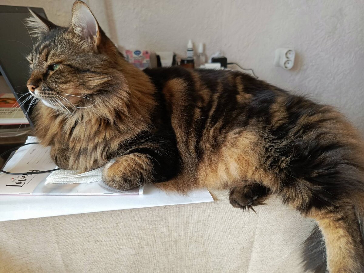 Проверяю качественно ли она работает.