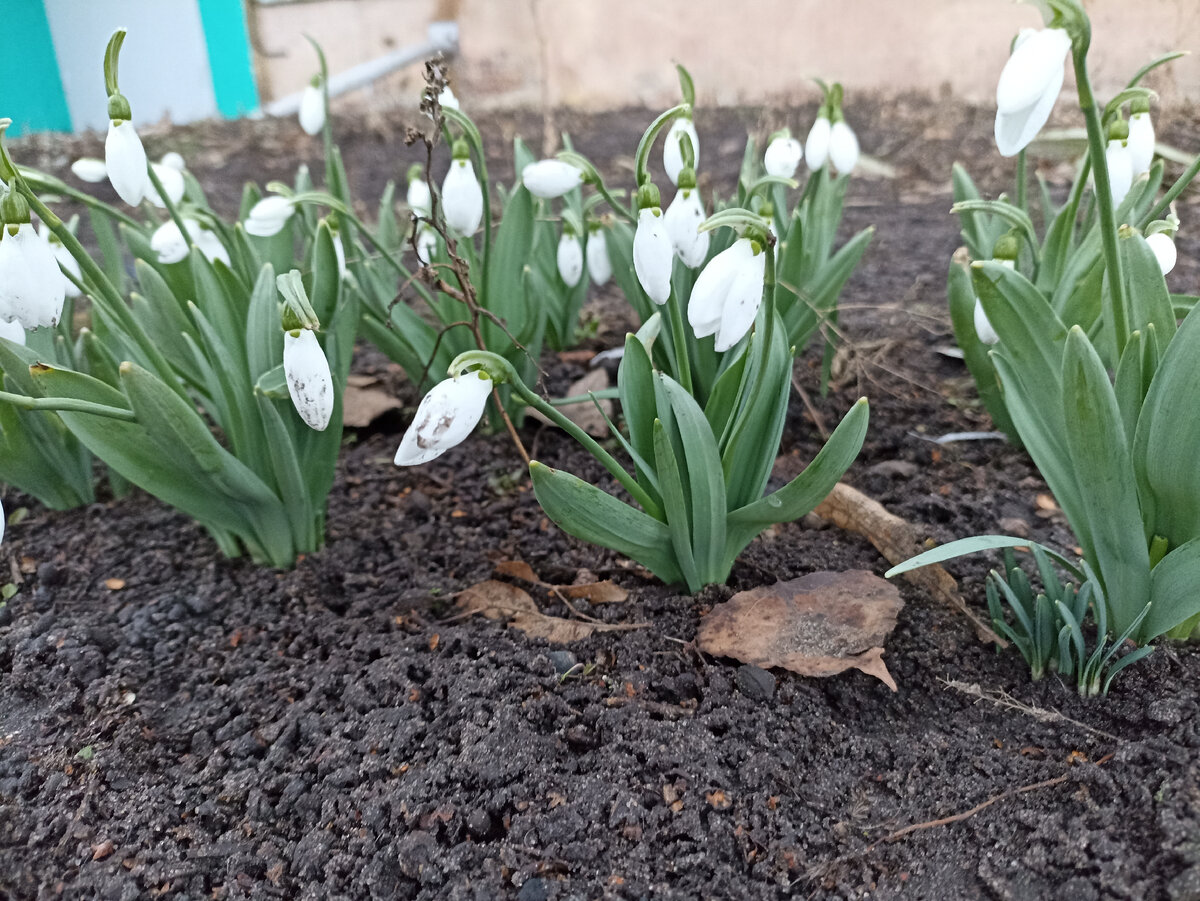 Подснежники возле одного из подъездов нашего дома. Фото сделано 1 марта 2022 года. В этом году снег ещё лежит. 
