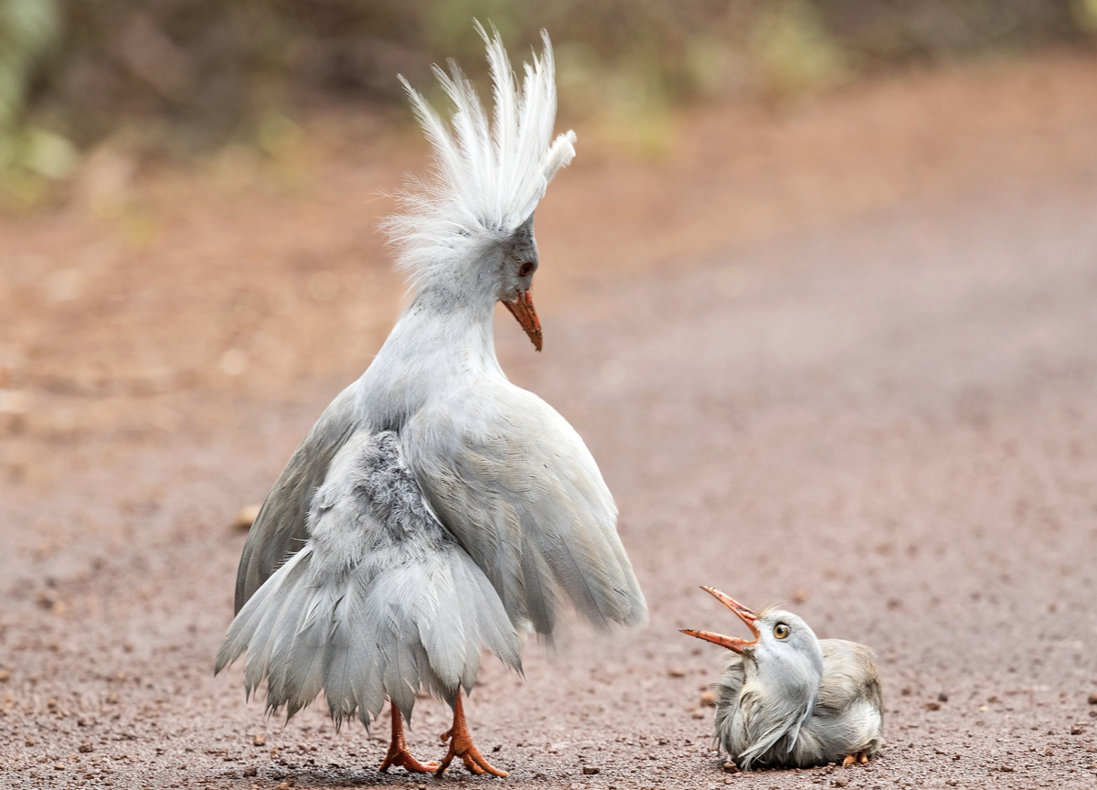 Птица кагу (Rhynochetos jubatus)